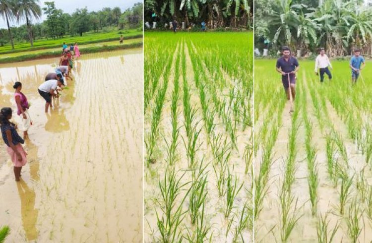 दोगुना उत्पादन और लागत में कमी के चलते किसान अपना रहे श्री पद्धति