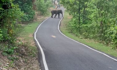 दिन दहाड़े पक्‍की सड़कों पर घूम रहा हाथियों का दल, दहशत में बालाझर के ग्रामीण, विभाग के रवैये पर जताई नाराजगी, कहा खुद भगा रहे हाथियों को, विभाग का दावा स्थिति पर है नजर