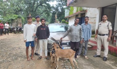 जशपुर पुलिस ने फिल्मी स्टाइल में पीछा कर सरगुजा पुलिस की सहयोग से दरीमा चौक अंबिकापुर से पकड़ा, बकरी चोर गिरोह को,  मामला थाना बगीचा क्षेत्रांतर्गत ग्राम कुहापानी का,  आरोपी कार से, चर रही बकरी को उठा कर ले जाते थे अपने साथ  पुलिस की त्वरित कार्यवाही से चढ़े पुलिस के हत्थे   पुलिस ने तीन बकरी चोर सहित, एक चोरी की बकरी खरीदने वाले को भी किया है गिरफ्तार, चोरों के कब्जे से दो नग को भी किया बरामद