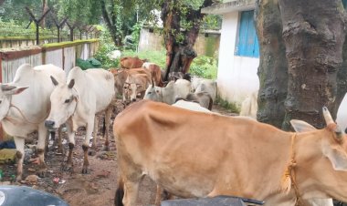 ऑपरेशन शंखनाद : जशपुर पुलिस को मिली बड़ी कामयाबी, फिर 37 नग गौ वंशों को छुड़ाया तस्करों के चंगुल से, एक आरोपी को भी किया गिरफ्तार थाना सिटी कोतवाली क्षेत्रांतर्गत 21 व चौकी मनोरा क्षेत्रांतर्गत 16 नग गौ वंशों को, तस्करों से मुक्त कराया   अब तक 1100 से अधिक गौ वंशों को तस्करों से मुक्त करा चुकी है जशपुर पुलिस