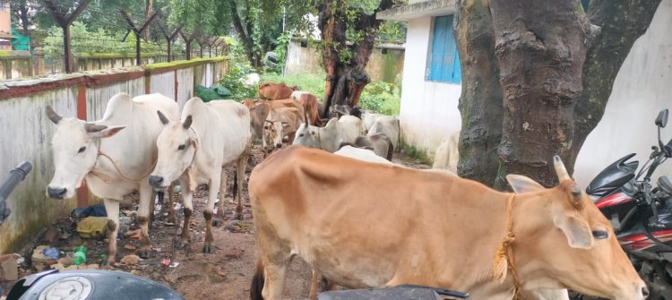 ऑपरेशन शंखनाद : जशपुर पुलिस को मिली बड़ी कामयाबी, फिर 37 नग गौ वंशों को छुड़ाया तस्करों के चंगुल से, एक आरोपी को भी किया गिरफ्तार थाना सिटी कोतवाली क्षेत्रांतर्गत 21 व चौकी मनोरा क्षेत्रांतर्गत 16 नग गौ वंशों को, तस्करों से मुक्त कराया   अब तक 1100 से अधिक गौ वंशों को तस्करों से मुक्त करा चुकी है जशपुर पुलिस