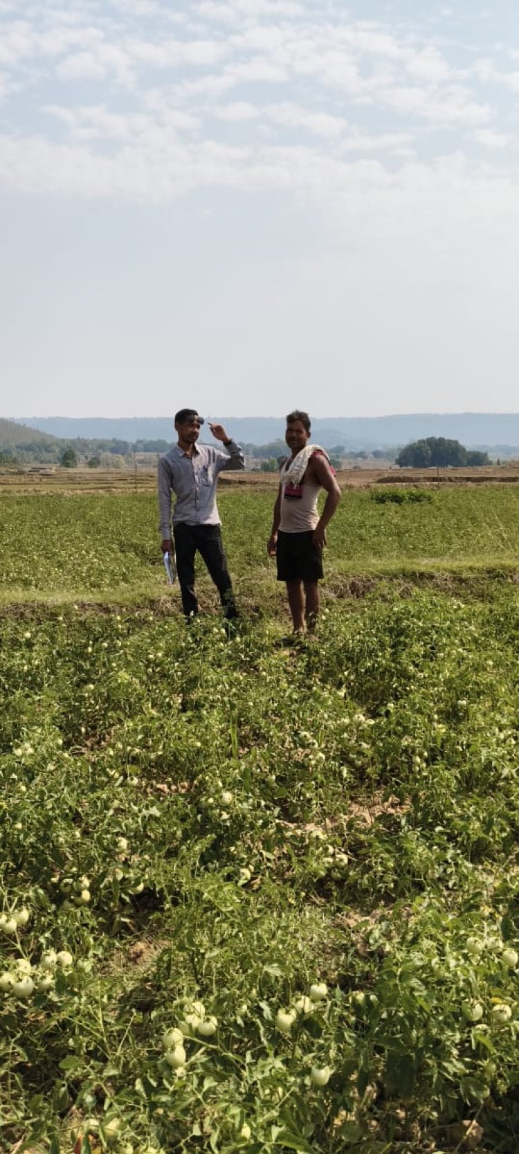 राष्ट्रीय बागवानी मिशन योजना का किसानों को मिल रहा लाभ 