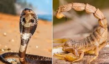 अब सांप-बिच्छू पर भी नजर रखेंगे टीचर, डीपीआई का नया आदेश जारी