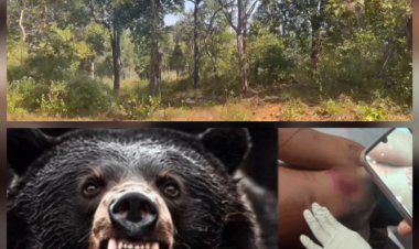 बीजापुर के जंगल में शिक्षादूत पर भालू ने किया हमला, उपचार जारी