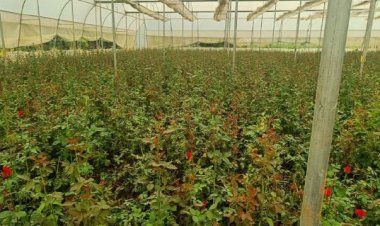 खेतों में अब सिर्फ धान नहीं, खुशबू भी उग रही है