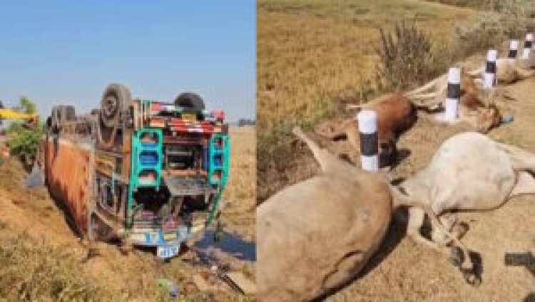 दर्दनाक हादसा: मवेशियों से भरा कंटेनर पलटा, 50 से ज्यादा गायों की मौके पर मौत, गांव में आक्रोश