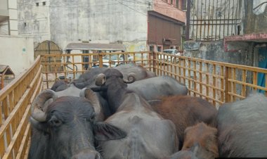 नीलकंठ डेयरी संचालक पर किया 10000 का ई जुर्माना,भैंसों को दोबारा नहीं छोडऩे दी गई कड़ी हिदायत