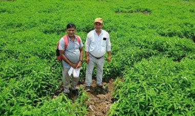 जैविक खेती ने बदली तस्वीर : मूलचंद बंजारे ने वैज्ञानिक पद्धति अपनाकर बढ़ाया उत्पादन, कीट-रोग से मिली राहत….