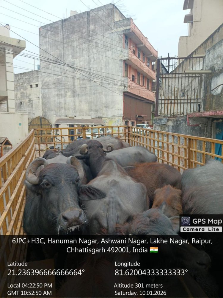 नीलकंठ डेयरी संचालक पर किया 10000 का ई जुर्माना,भैंसों को दोबारा नहीं छोडऩे दी गई कड़ी हिदायत