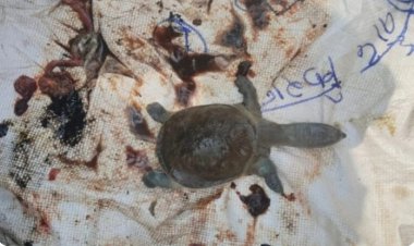 रतनपुर महामाया मंदिर कुंड में फिर चार कछुए की संदिग्ध मौत, कुंड के जल में तैरते मिले शव