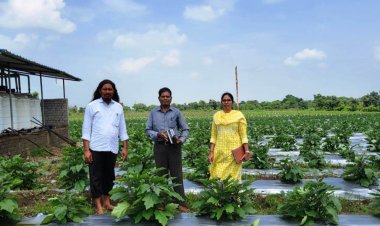 ग्राफ्टेड बैगन से 16 लाख की आमदनी, उन्नत तकनीक से खेती कर किसान चिंतामणी ने बढ़ाई अपनी आमदनी