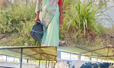 मछली पालन से बदली लक्ष्मी की जिंदगी, सढ़ौली की लक्ष्मी ठाकुर बनी आर्थिक सशक्तिकरण की मिसाल….