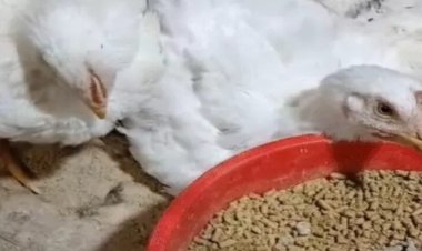 बर्ड फ्लू का खौफ: सरकारी पोल्ट्री फार्म में 5 हजार मुर्गियों की मौत; 5 KM का दायरा ‘सेंसिटिव’ घोषित