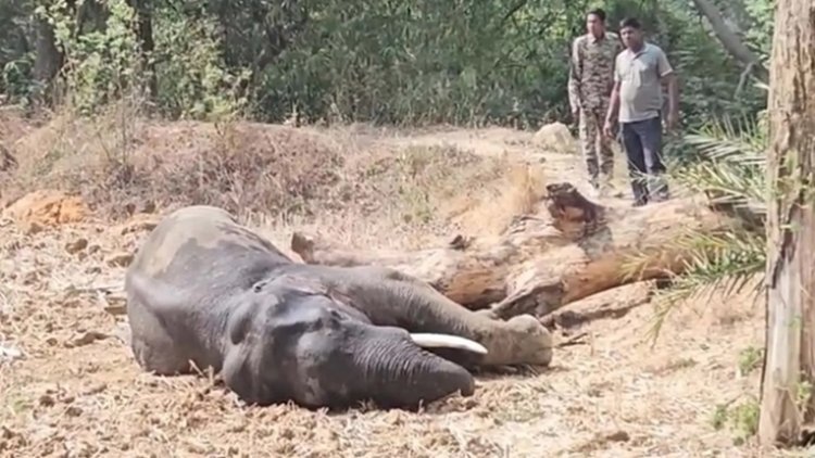 जशपुर में बीमार पड़ा जंगली हाथी, देखने उमड़ी हजारों ग्रामीणों की भीड़