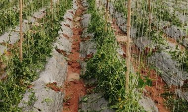 ओलावृष्टि से प्रभावित फसलों के लिए किसान बीमा जरूर कराएं 