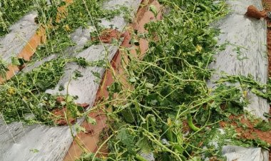 किसानों को बीमा अन्तर्गत ऐड-ऑन कराने की अपील 