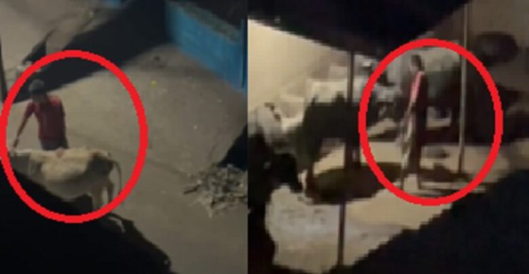 इंसानियत हुई शर्मसार, राजधानी में गाय के साथ कुकर्म, वीडियो वायरल होने के बाद बजरंगदल ने दर्ज कराई FIR