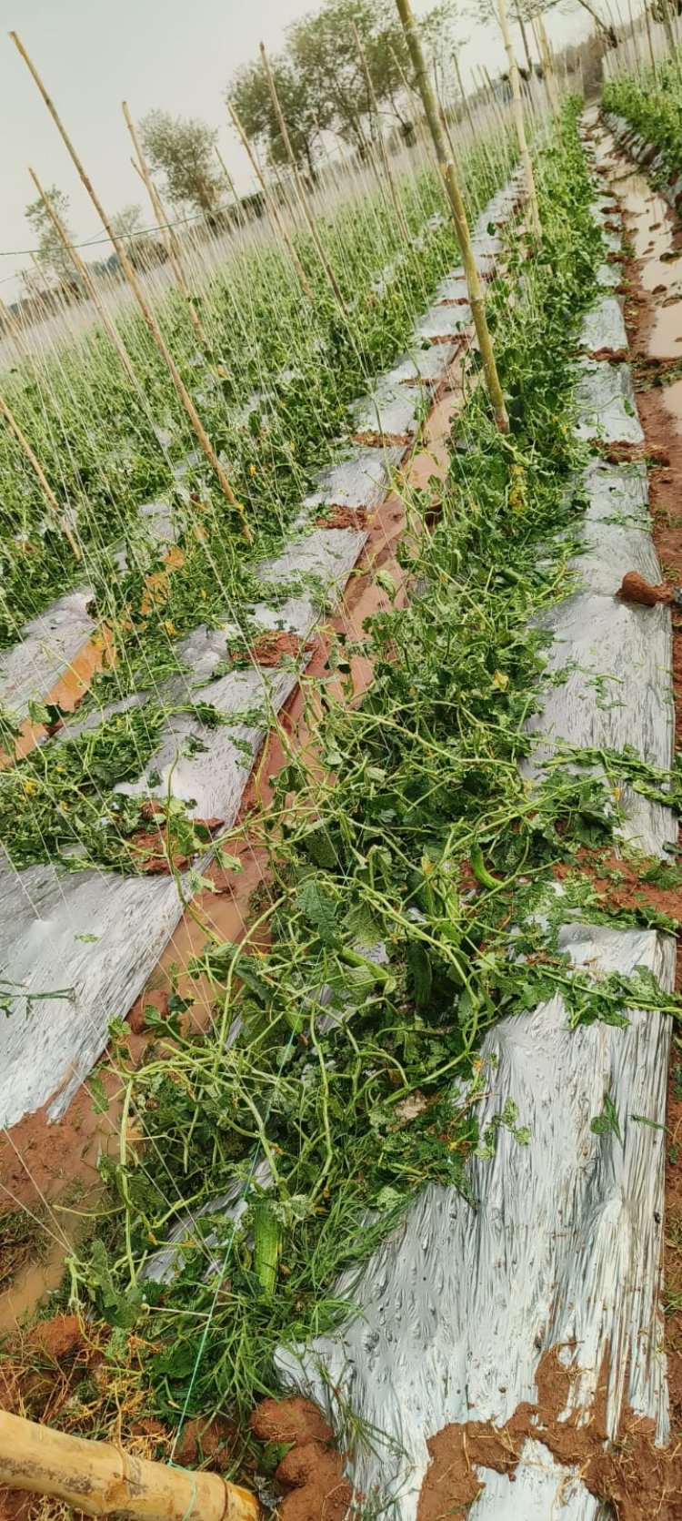 किसानों को बीमा अन्तर्गत ऐड-ऑन कराने की अपील 