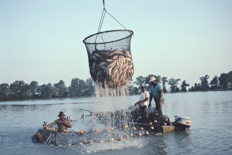 समुद्री खाद्य निर्यात में उछाल, इन देशों में हो रहा सबसे ज्यादा निर्यात