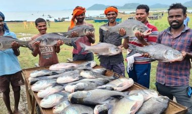 नीली क्रांति’ से समृद्धि की ओर: मछली पालन बना ग्रामीण विकास, रोजगार और आत्मनिर्भरता का नया आधार…