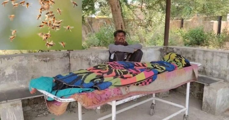 CG : मधुमक्खियों के झुंड ने सास और दामाद पर किया हमला, महिला की मौत