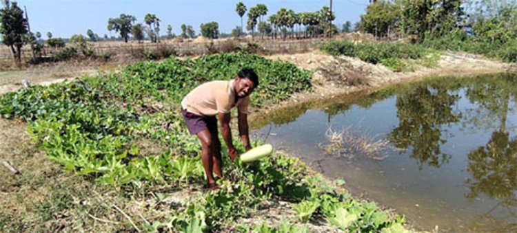 डबरी से समृद्धि : मत्स्य पालन और सब्जी उत्पादन से आत्मनिर्भर बने किसान वासम अब्बैया