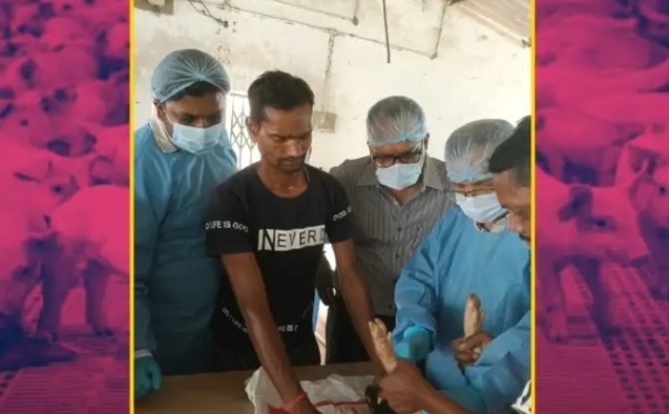 CG ASF VACCINE TRIAL : सुअरों की मौत रोकने का फॉर्मूला?