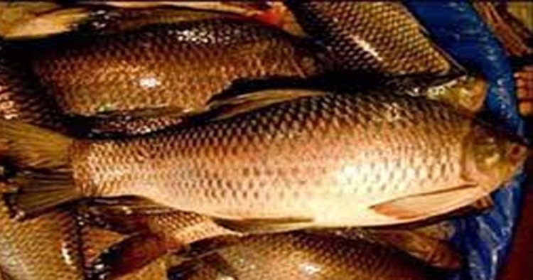मछलियों के संरक्षण हेतु 15 अगस्त तक बंद ऋतु घोषित, मत्स्य आखेट पर रहेगा प्रतिबंध