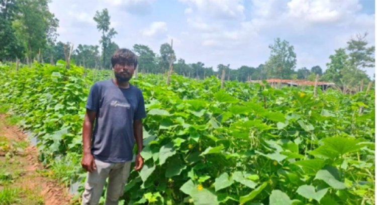 उद्यानिकी विभाग की योजना से बदली कमार कृषक की तकदीर, खीरे की वैज्ञानिक खेती बनी वरदान