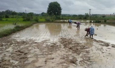 खरीफ सीजन में खेती-किसानी ने पकड़ी गति, राज्य में 20.14 लाख हेक्टेयर में धान, कोदो, कुटकी, रागी, तिल, मूंगफली सहित विभिन्न फसलों की बोनी