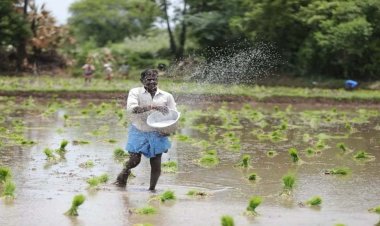 प्रदेश में खेती-किसानी जोरों पर, राज्य में 33.50 लाख हेक्टेयर क्षेत्र में लक्ष्य का 69 प्रतिशत बोनी पूर्ण