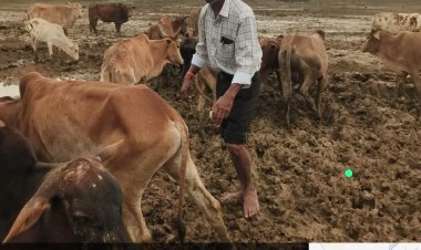 , 3 दिनों में 6 पशुओं की मृत्यु की पुष्टि