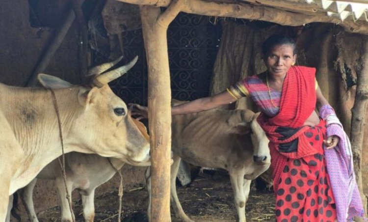 5 काम एक साथ, सालाना 1.50 लाख से ज्यादा कमाई: बस्तर की रैबाली ने बदली खेती की तस्वीर; बकरी, गाय, मुर्गीपालन के साथ सुगंधित धान-सब्जियों से मुनाफा